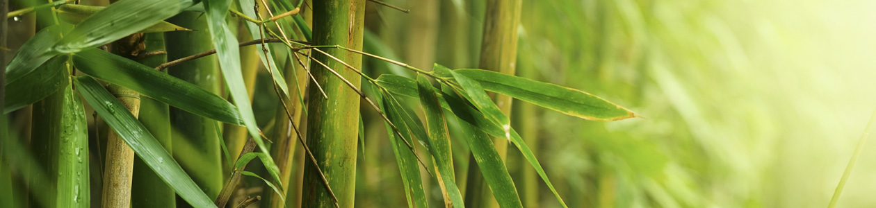 Landingpage-Bambus